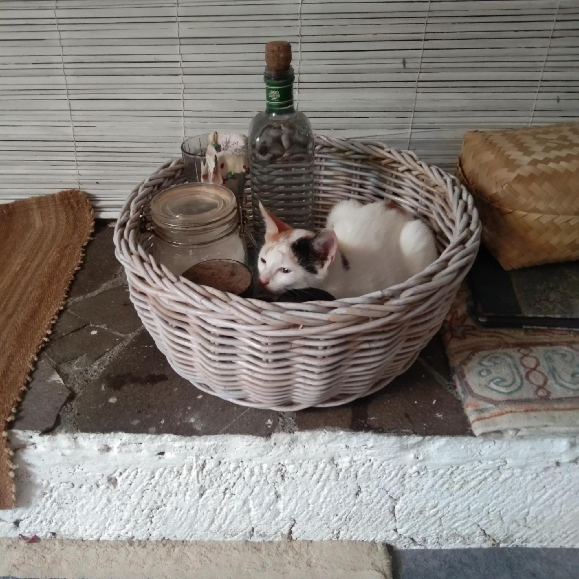 Shady Grove Healing Centre & Homestay W House Rules Please Read Before Booking 발리 사누르 외부 사진