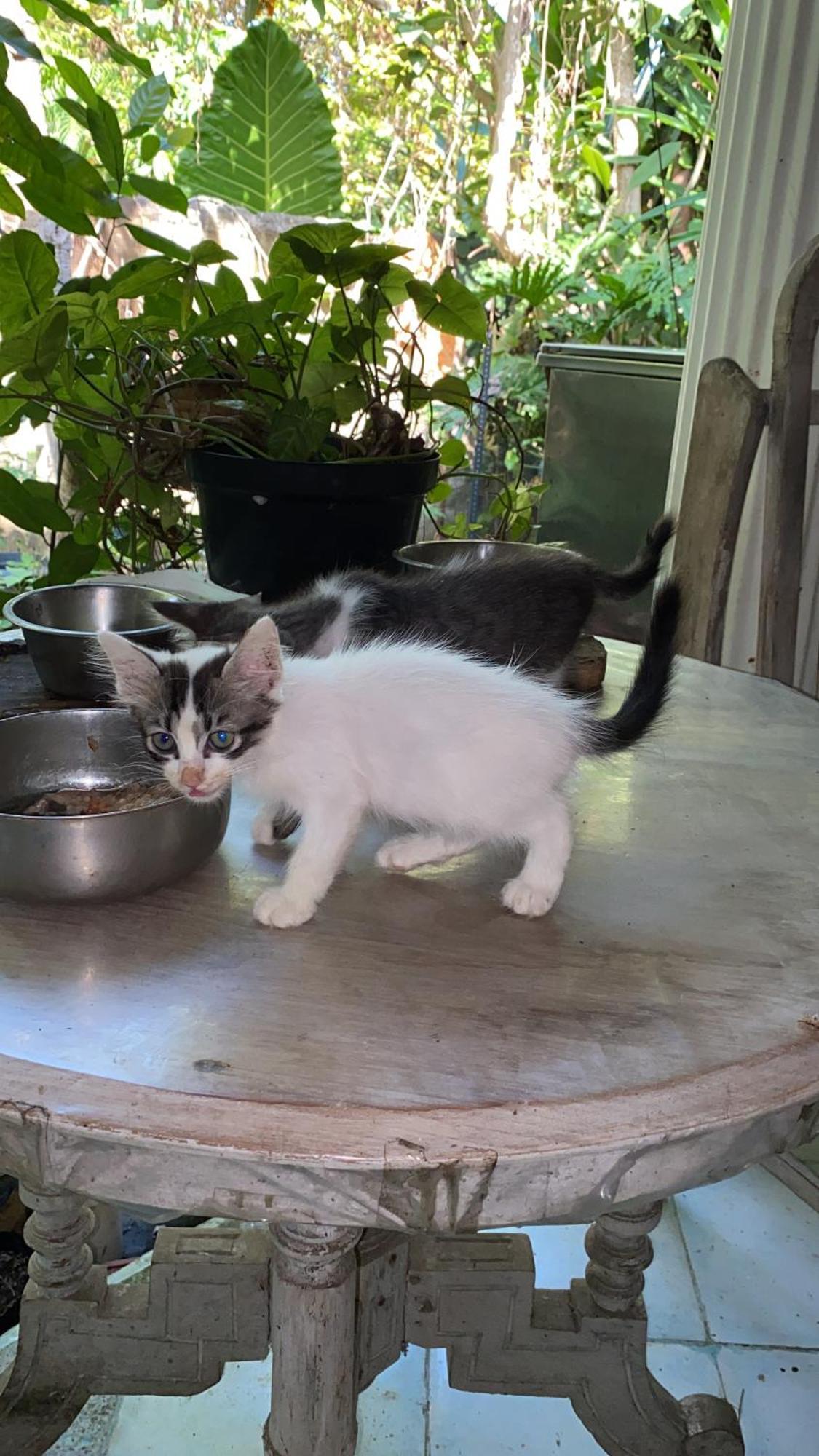 Shady Grove Healing Centre & Homestay W House Rules Please Read Before Booking 발리 사누르 외부 사진